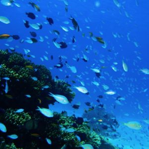 シュノーケリング